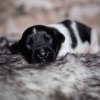 Pup 1 - Streepje | © all rights reserved - Photo by Lisanne Bakker
