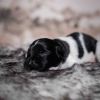Pup 1 - Streepje | © all rights reserved - Photo by Lisanne Bakker