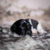 Pup 1 - Streepje | © all rights reserved - Photo by Lisanne Bakker