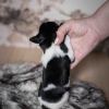 Pup 1 - Streepje | © all rights reserved - Photo by Lisanne Bakker
