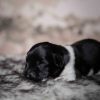 Pup 3 - Zwartje | © all rights reserved - Photo by Lisanne Bakker