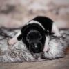 Pup 3 - Zwartje | © all rights reserved - Photo by Lisanne Bakker