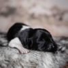 Pup 3 - Zwartje | © all rights reserved - Photo by Lisanne Bakker