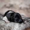 Pup 3 - Zwartje | © all rights reserved - Photo by Lisanne Bakker