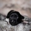 Pup 3 - Zwartje | © all rights reserved - Photo by Lisanne Bakker