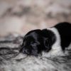 Pup 3 - Zwartje | © all rights reserved - Photo by Lisanne Bakker
