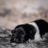 Pup 3 - Zwartje | © all rights reserved - Photo by Lisanne Bakker