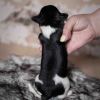 Pup 3 - Zwartje | © all rights reserved - Photo by Lisanne Bakker