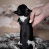 Pup 3 - Zwartje | © all rights reserved - Photo by Lisanne Bakker