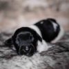 Pup 2 - Hartje | © all rights reserved - Photo by Lisanne Bakker