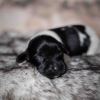 Pup 2 - Hartje | © all rights reserved - Photo by Lisanne Bakker
