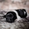Pup 2 - Hartje | © all rights reserved - Photo by Lisanne Bakker