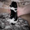 Pup 2 - Hartje | © all rights reserved - Photo by Lisanne Bakker