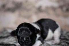 Pup 5 - Jasje | © all rights reserved - Photo by Lisanne Bakker