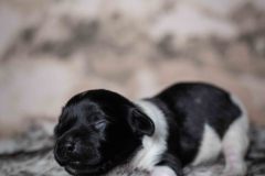 Pup 5 - Jasje | © all rights reserved - Photo by Lisanne Bakker