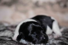 Pup 5 - Jasje | © all rights reserved - Photo by Lisanne Bakker