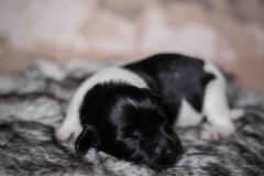 Pup 5 - Jasje | © all rights reserved - Photo by Lisanne Bakker