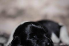 Pup 5 - Jasje | © all rights reserved - Photo by Lisanne Bakker