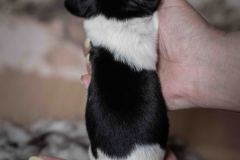 Pup 5 - Jasje | © all rights reserved - Photo by Lisanne Bakker