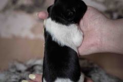 Pup 5 - Jasje | © all rights reserved - Photo by Lisanne Bakker