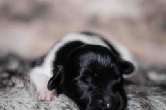 Pup 4 - Plaatje | © all rights reserved - Photo by Lisanne Bakker