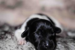 Pup 4 - Plaatje | © all rights reserved - Photo by Lisanne Bakker