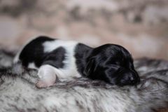 Pup 4 - Plaatje | © all rights reserved - Photo by Lisanne Bakker