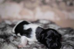 Pup 4 - Plaatje | © all rights reserved - Photo by Lisanne Bakker