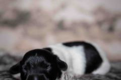 Pup 4 - Plaatje | © all rights reserved - Photo by Lisanne Bakker