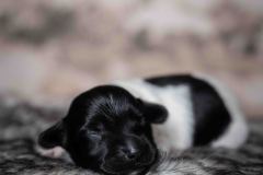 Pup 4 - Plaatje | © all rights reserved - Photo by Lisanne Bakker