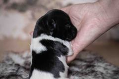 Pup 4 - Plaatje | © all rights reserved - Photo by Lisanne Bakker