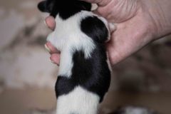 Pup 4 - Plaatje | © all rights reserved - Photo by Lisanne Bakker