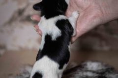 Pup 4 - Plaatje | © all rights reserved - Photo by Lisanne Bakker