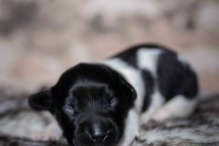 Pup 6 - Ruitje | © all rights reserved - Photo by Lisanne Bakker