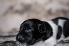 Pup 6 - Ruitje | © all rights reserved - Photo by Lisanne Bakker