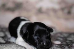 Pup 6 - Ruitje | © all rights reserved - Photo by Lisanne Bakker