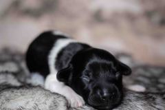 Pup 6 - Ruitje | © all rights reserved - Photo by Lisanne Bakker