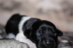 Pup 6 - Ruitje | © all rights reserved - Photo by Lisanne Bakker