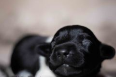 Pup 6 - Ruitje | © all rights reserved - Photo by Lisanne Bakker