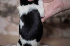 Pup 6 - Ruitje | © all rights reserved - Photo by Lisanne Bakker