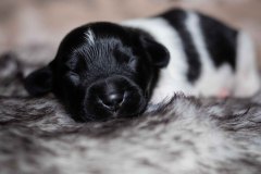 Pup 1 - Streepje | © all rights reserved - Photo by Lisanne Bakker