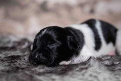Pup 1 - Streepje | © all rights reserved - Photo by Lisanne Bakker
