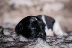 Pup 1 - Streepje | © all rights reserved - Photo by Lisanne Bakker