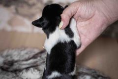 Pup 1 - Streepje | © all rights reserved - Photo by Lisanne Bakker
