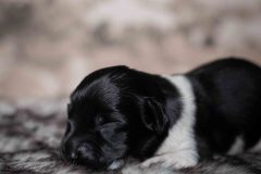 Pup 3 - Zwartje | © all rights reserved - Photo by Lisanne Bakker