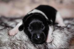 Pup 3 - Zwartje | © all rights reserved - Photo by Lisanne Bakker