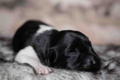 Pup 3 - Zwartje | © all rights reserved - Photo by Lisanne Bakker