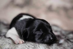 Pup 3 - Zwartje | © all rights reserved - Photo by Lisanne Bakker