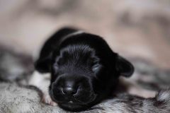 Pup 3 - Zwartje | © all rights reserved - Photo by Lisanne Bakker