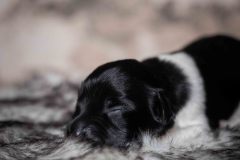 Pup 3 - Zwartje | © all rights reserved - Photo by Lisanne Bakker